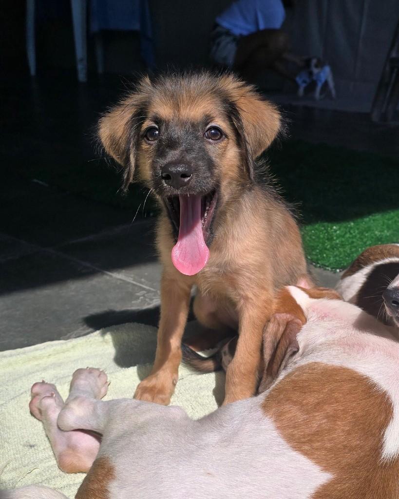 Sophie, cadela de porte médio para adoção em Salvador - BA