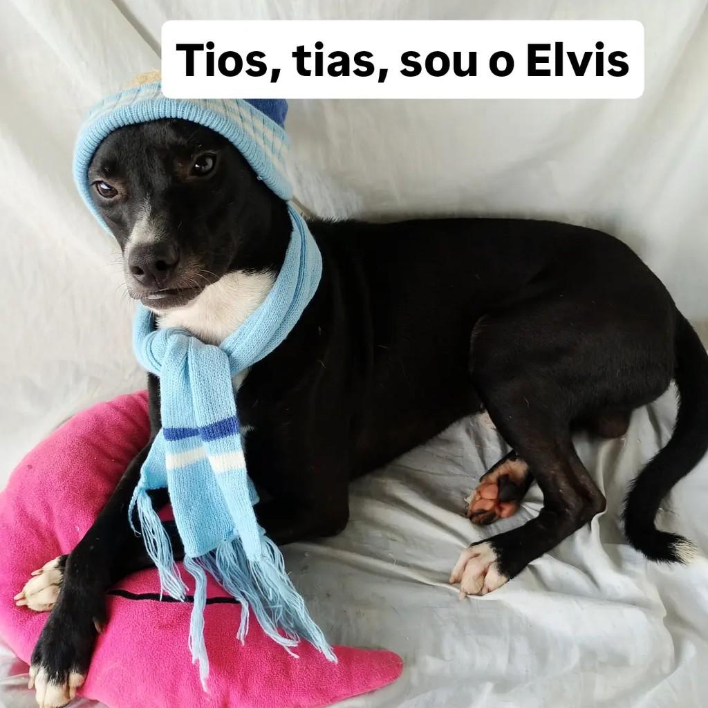 Elvis, cachorro de porte pequeno para adoção em Salvador - BA