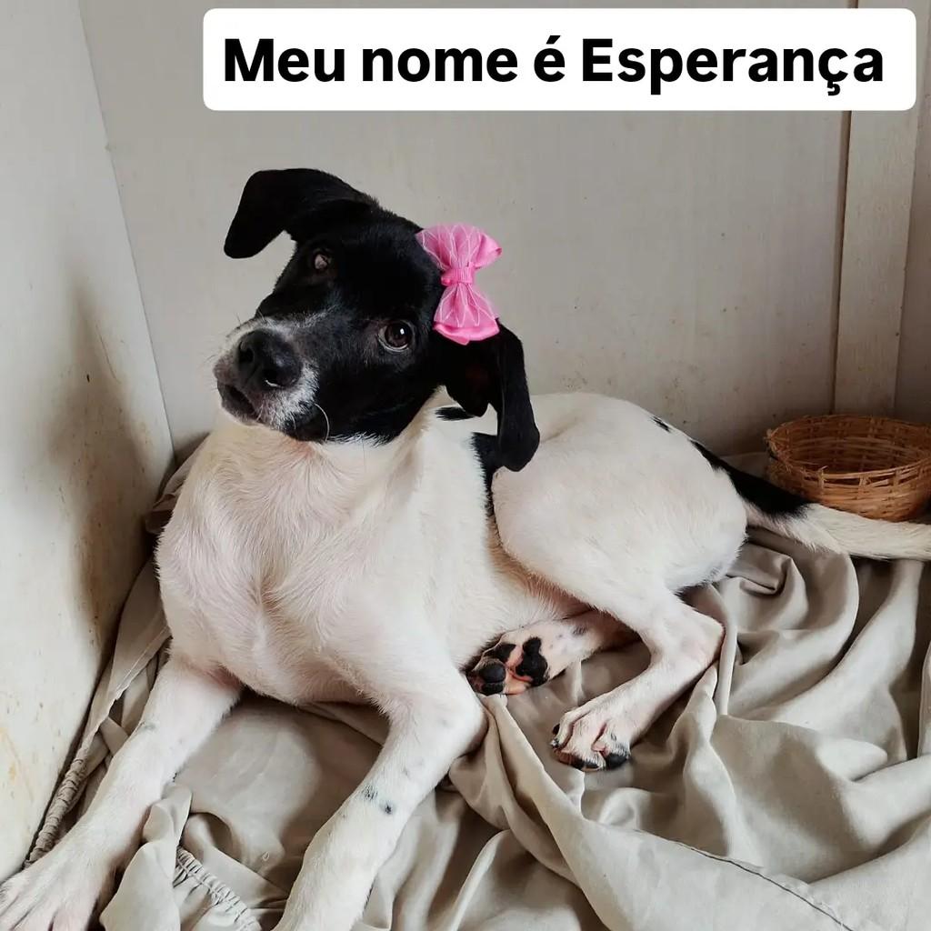 Esperança, cadela de porte pequeno para adoção em Salvador - BA