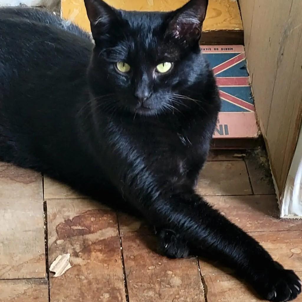 Lazzo, gato de porte médio para adoção em Salvador - BA
