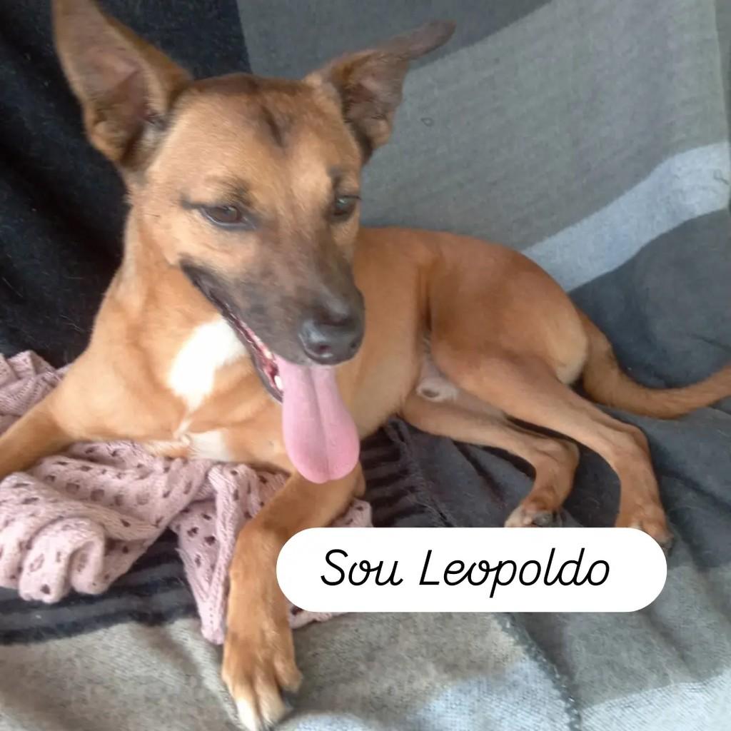 Pitoco, cachorro de porte pequeno para adoção em Salvador - BA