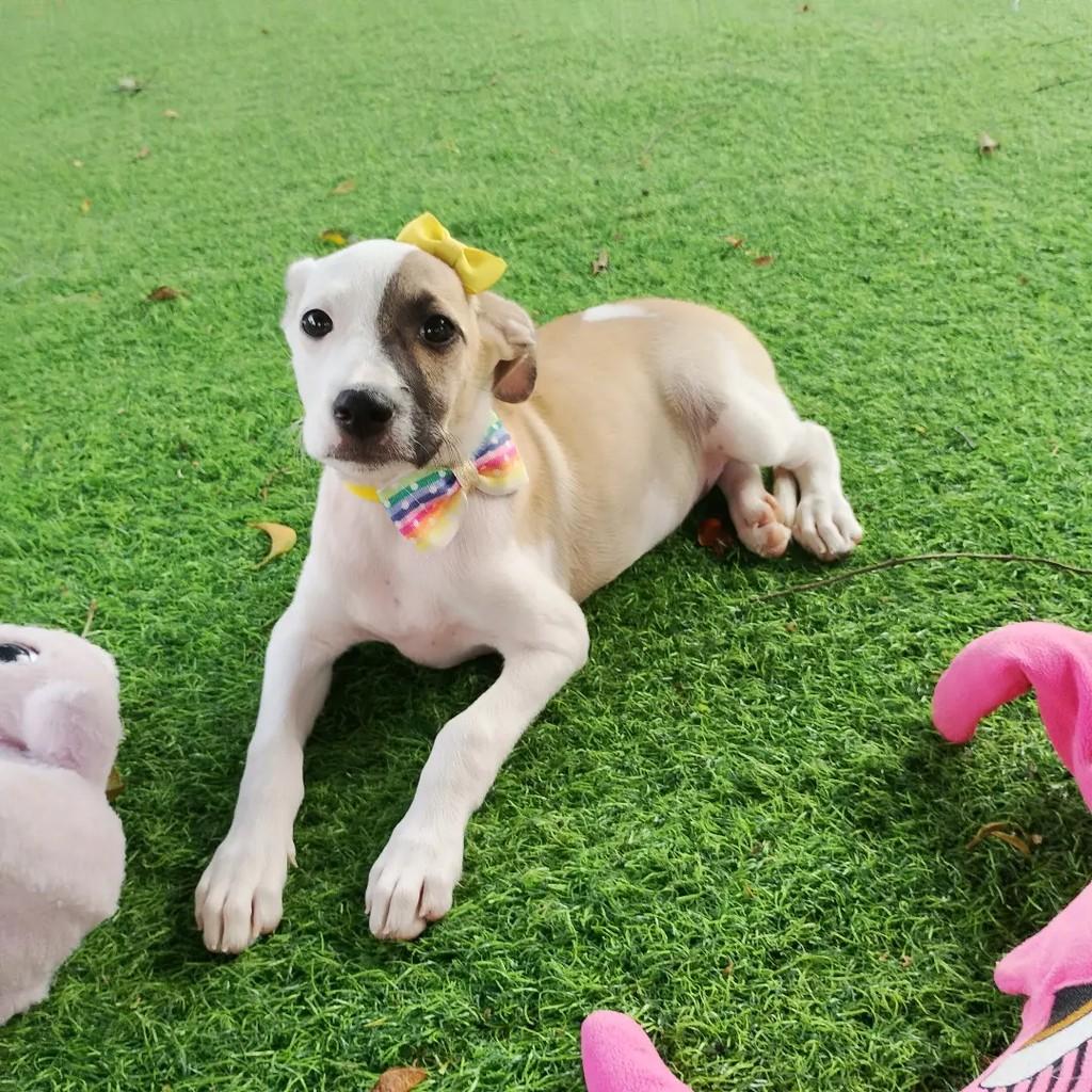 Bibi, cachorro de porte médio para adoção em Salvador - BA