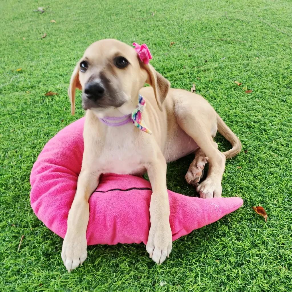 Pipa, cachorro de porte médio para adoção em Salvador - BA