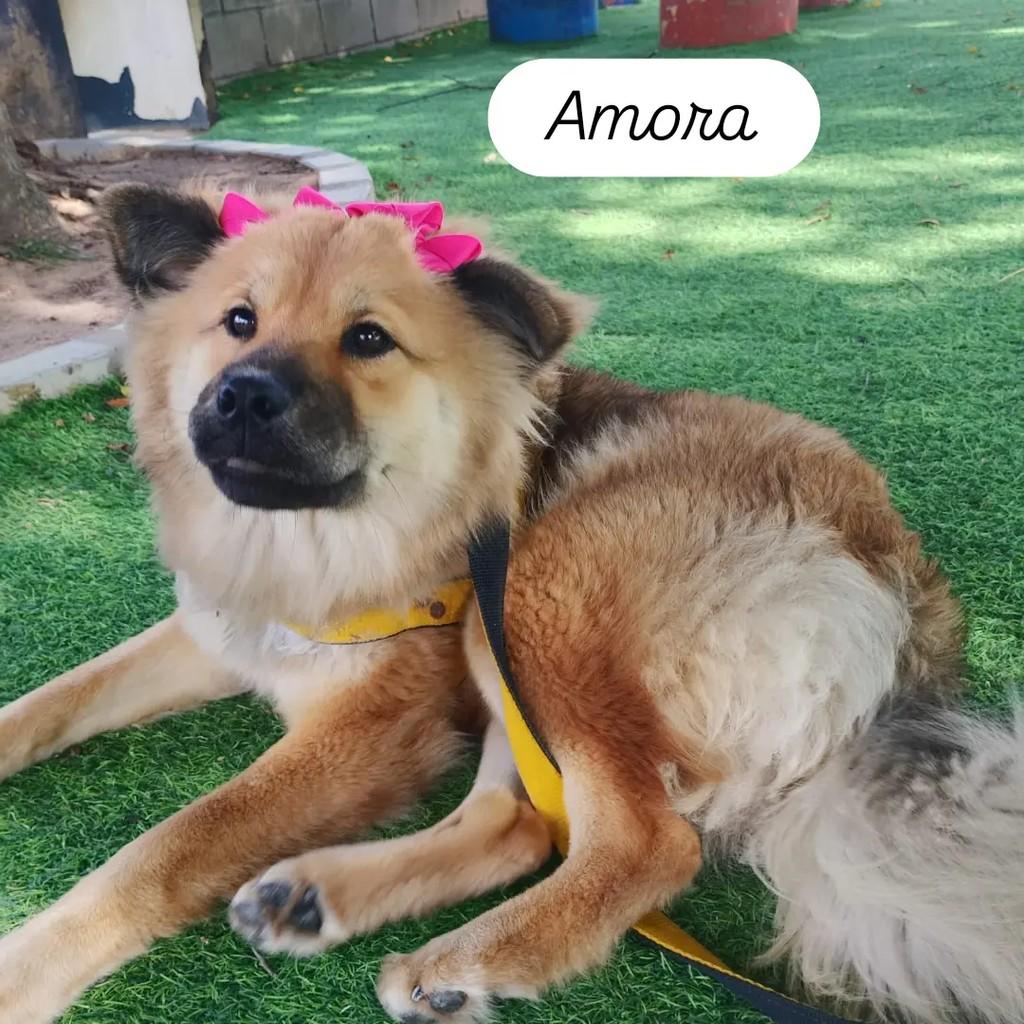 Amora, cadela de porte pequeno para adoção em Salvador - BA