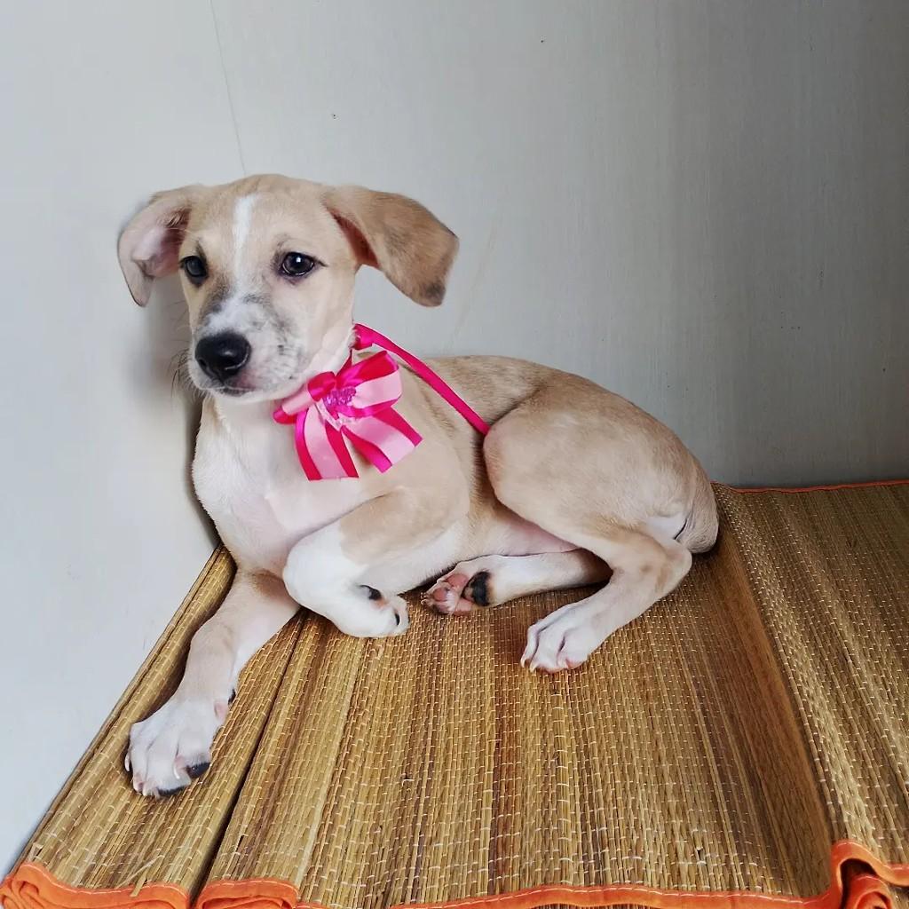 Dorothy Maria, cachorro de porte pequeno para adoção em Salvador - BA