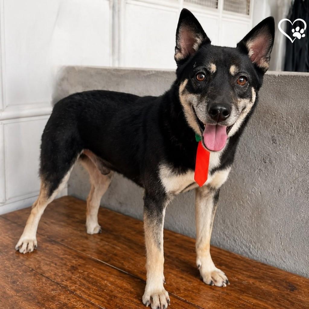 Benito, cachorro de porte médio para adoção em Salvador - BA