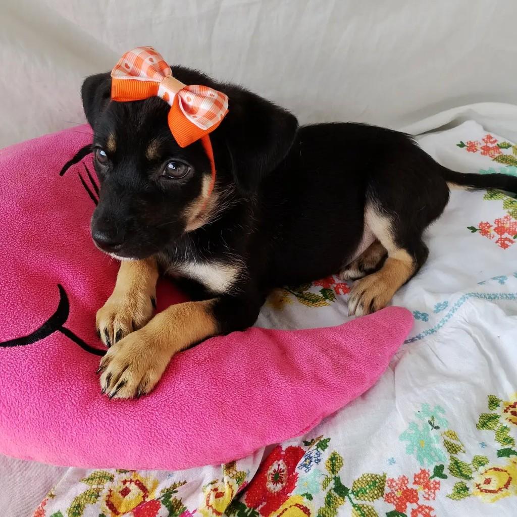 Maria Flor, cachorro de porte pequeno para adoção em Salvador - BA
