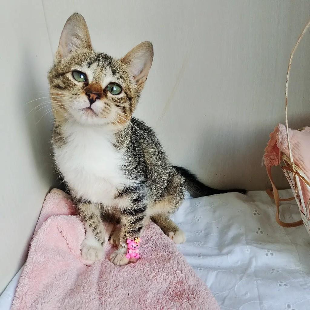 Aurora, gato de porte pequeno para adoção em Salvador - BA
