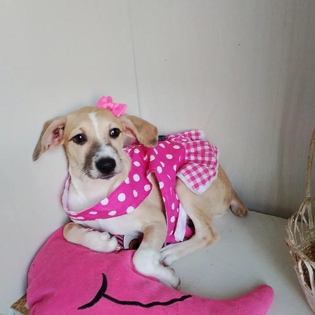 Babaloo, cachorro de porte pequeno para adoção em Salvador - BA