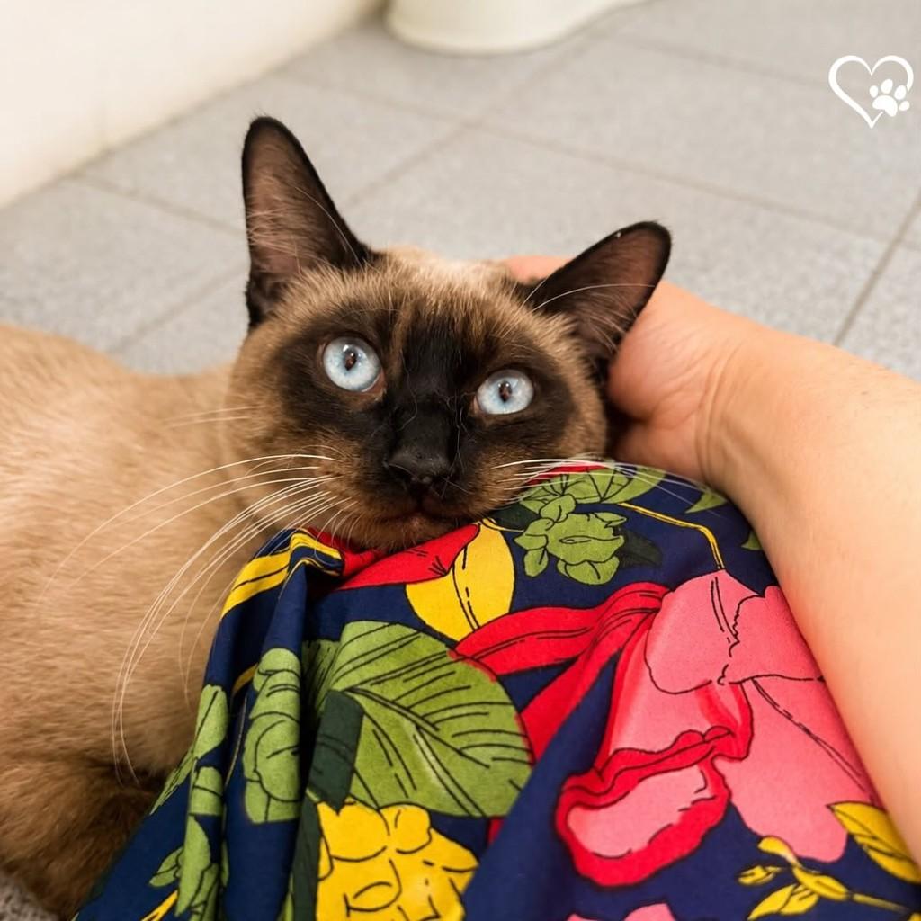 Eros, gato de porte médio para adoção em Salvador - BA