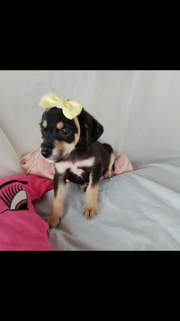 Maria Alice, cachorro de porte pequeno para adoção em Salvador - BA