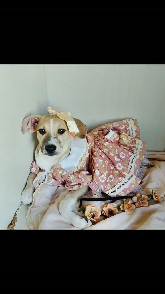 Monalisa, cachorro de porte pequeno para adoção em Salvador - BA