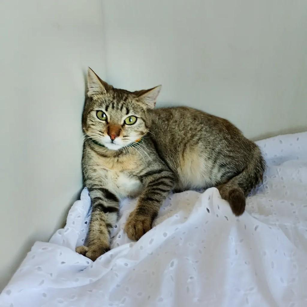 Zion, gato de porte pequeno para adoção em Salvador - BA