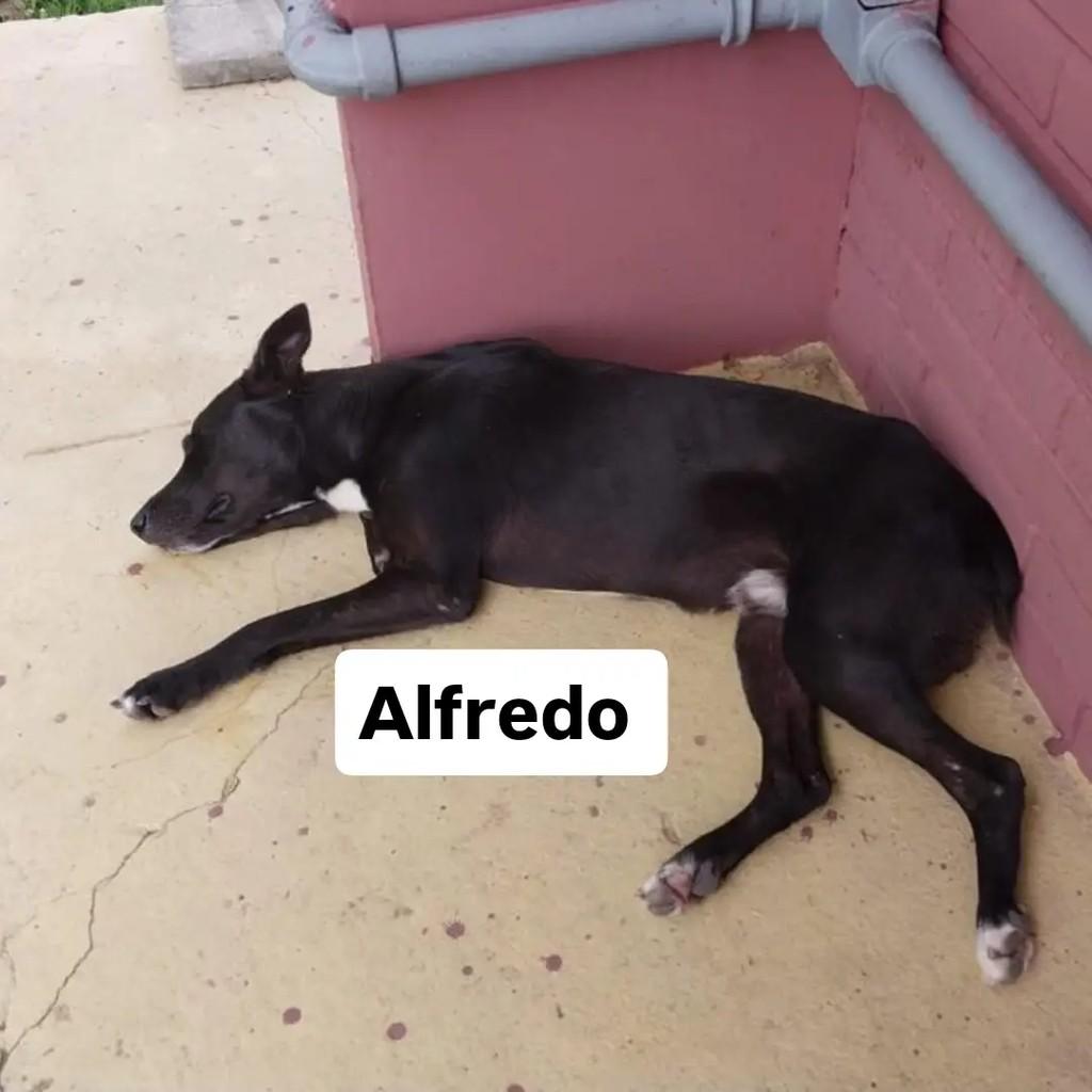 Alfredo, cachorro de porte médio para adoção em Salvador - BA