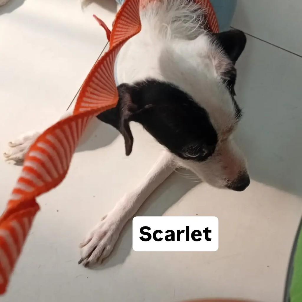 Scarlet, cadela de porte pequeno para adoção em Salvador - BA