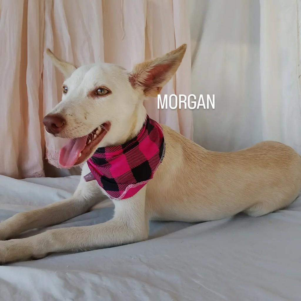 Morgan, cachorro de porte pequeno para adoção em Salvador - BA