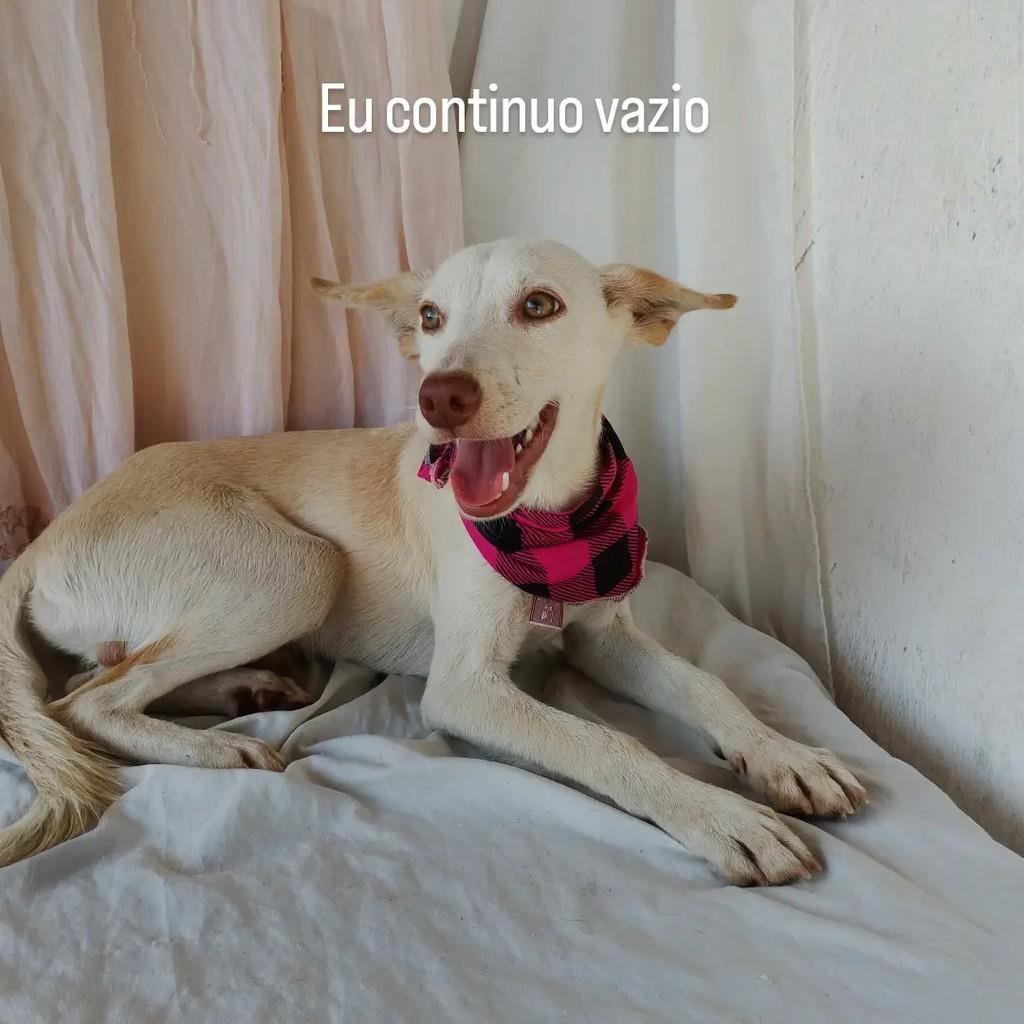 Morgan, cachorro de porte pequeno para adoção em Salvador - BA — foto 2 de 7