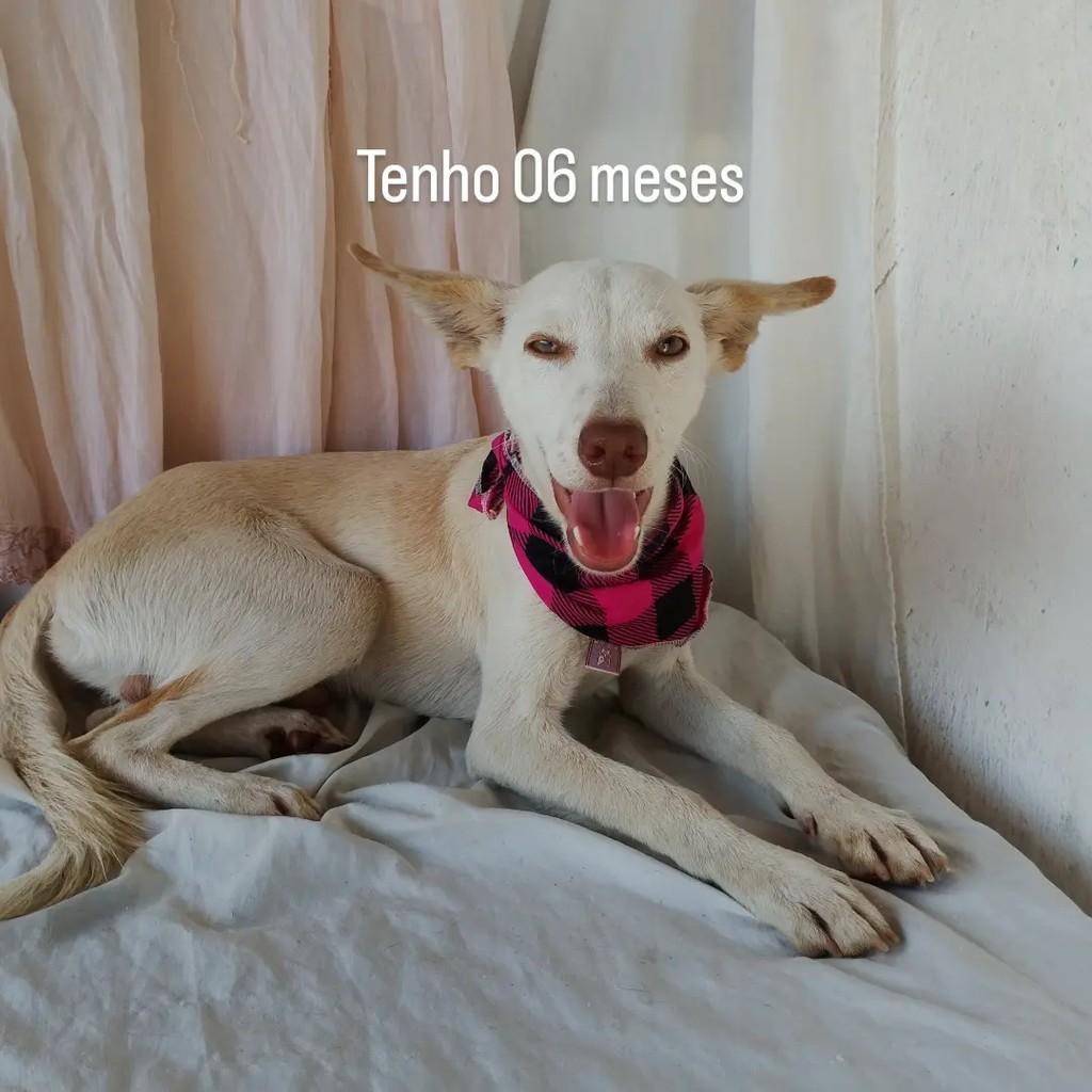 Morgan, cachorro de porte pequeno para adoção em Salvador - BA — foto 3 de 7