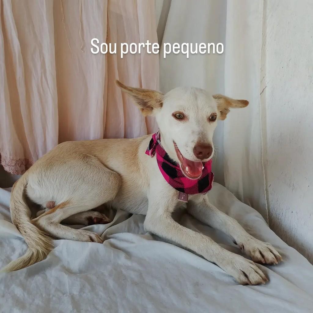 Morgan, cachorro de porte pequeno para adoção em Salvador - BA — foto 4 de 7