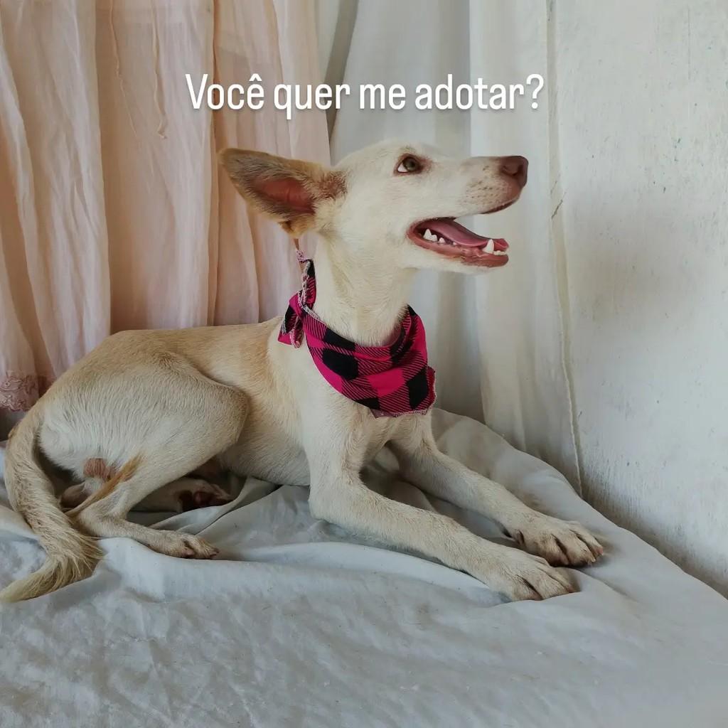 Morgan, cachorro de porte pequeno para adoção em Salvador - BA — foto 5 de 7