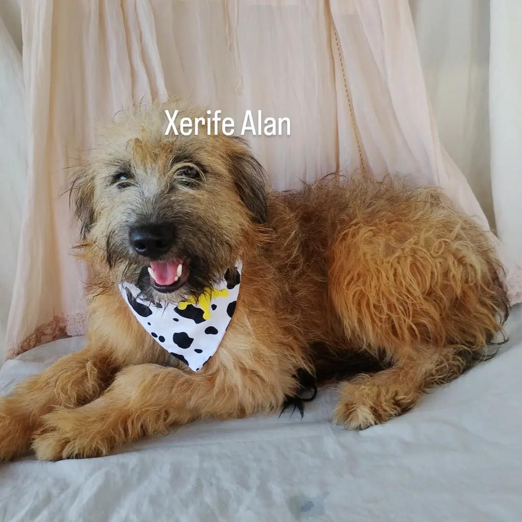 Alan, cachorro de porte médio para adoção em Salvador - BA