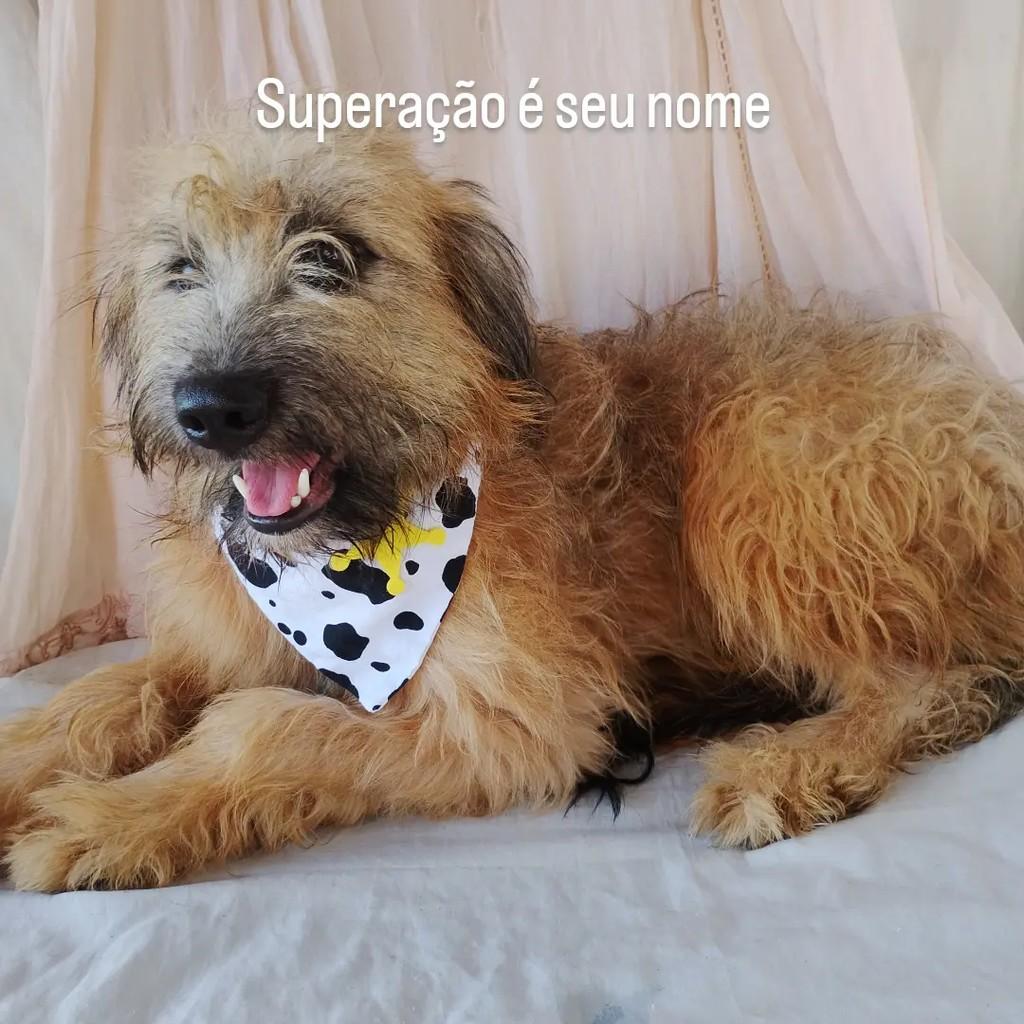 Alan, cachorro de porte médio para adoção em Salvador - BA — foto 2 de 11