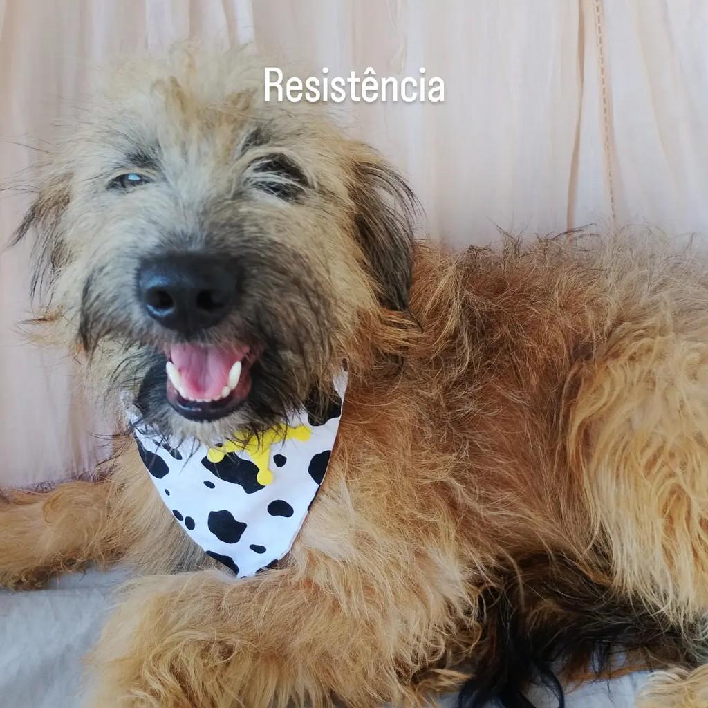 Alan, cachorro de porte médio para adoção em Salvador - BA — foto 3 de 11