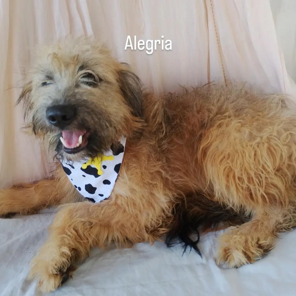 Alan, cachorro de porte médio para adoção em Salvador - BA — foto 4 de 11