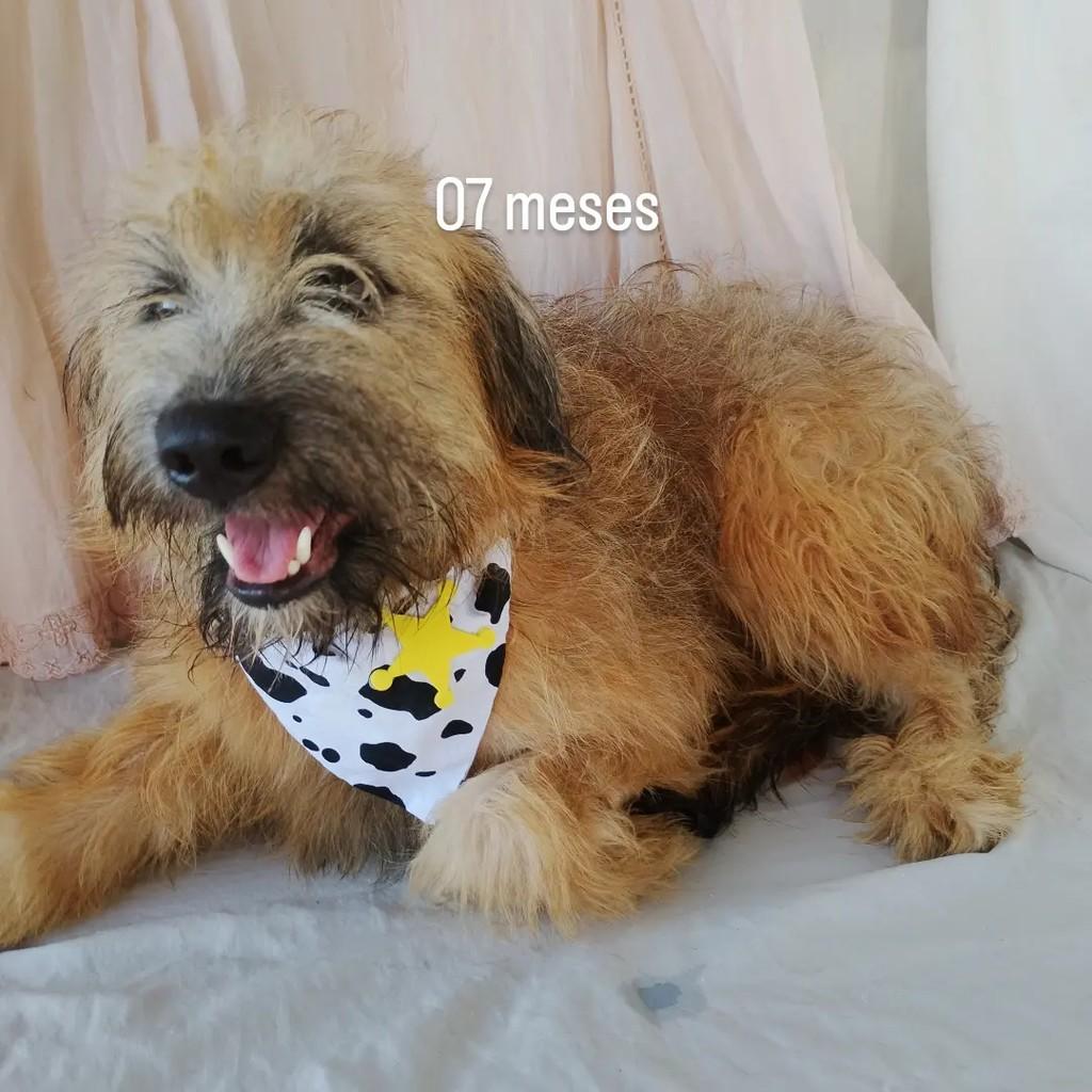 Alan, cachorro de porte médio para adoção em Salvador - BA — foto 5 de 11