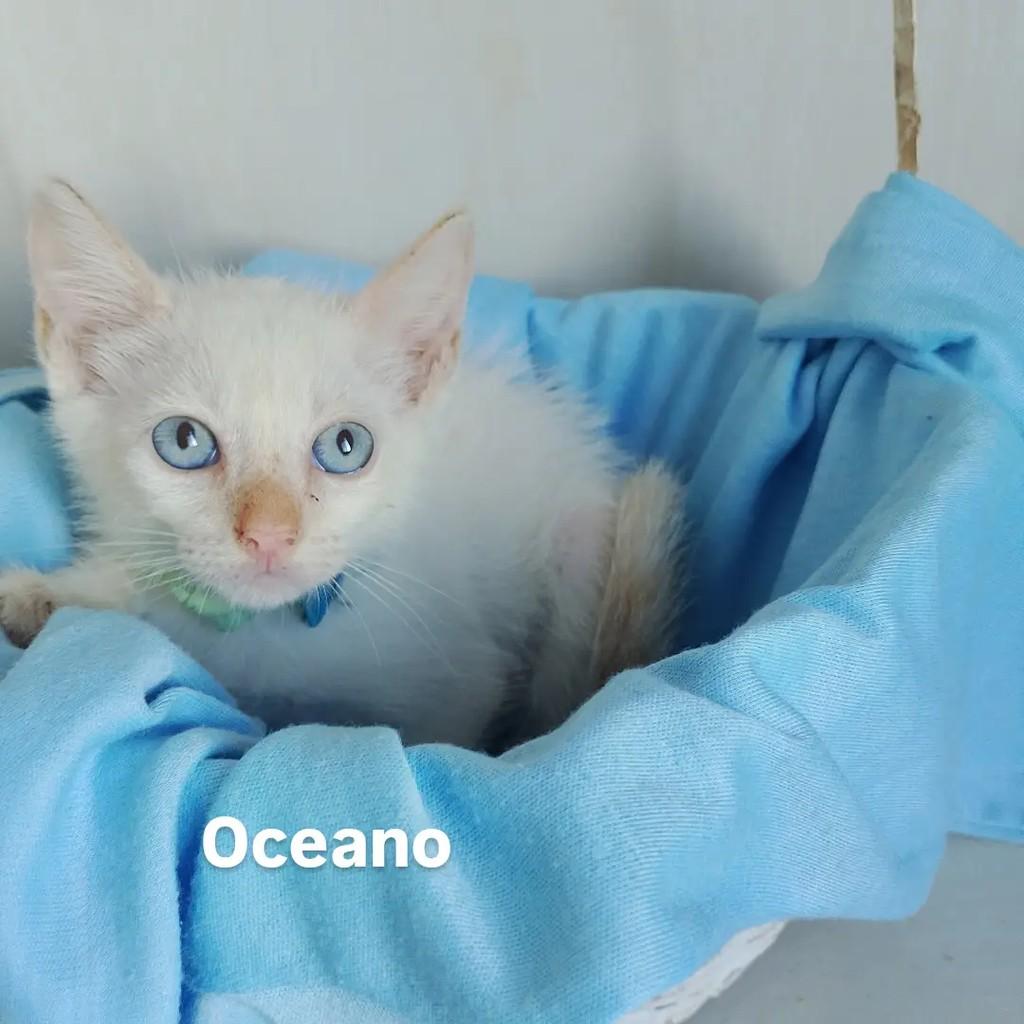 Baby Oceano, gato de porte pequeno para adoção em Salvador - BA