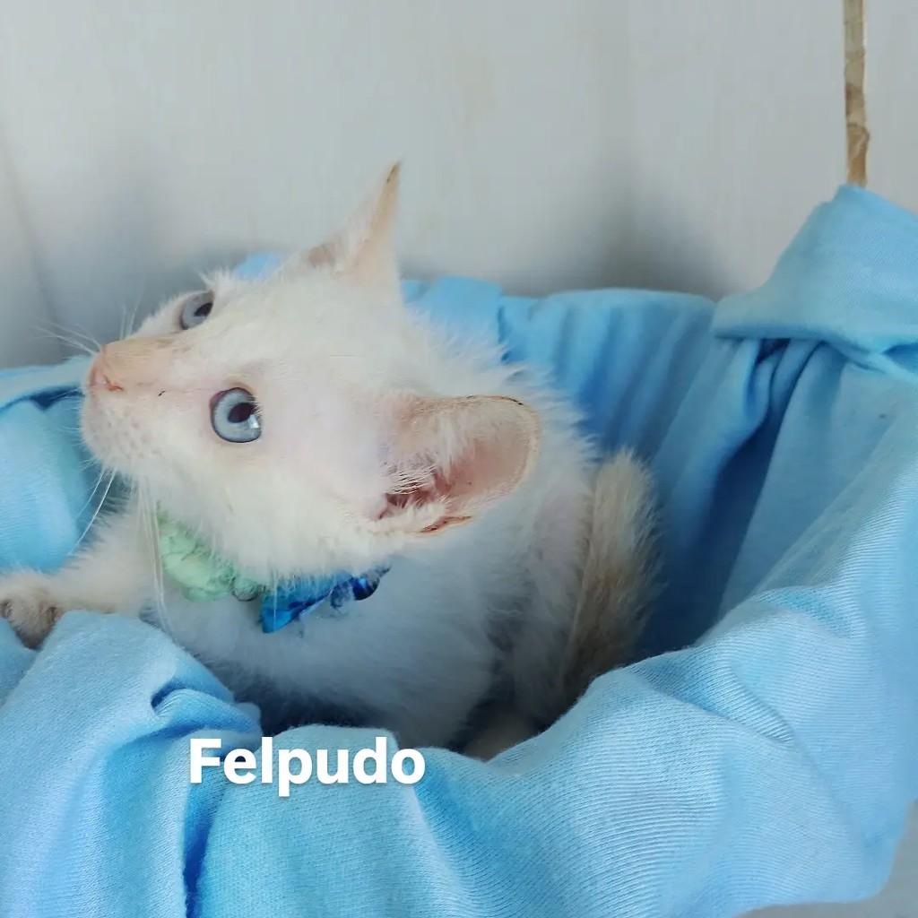 Baby Oceano, gato de porte pequeno para adoção em Salvador - BA — foto 2 de 9