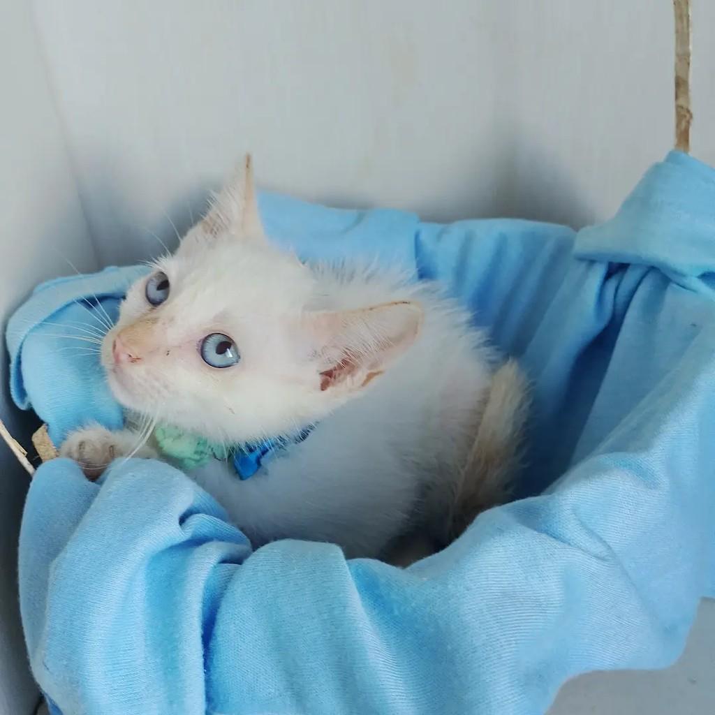 Baby Oceano, gato de porte pequeno para adoção em Salvador - BA — foto 3 de 9