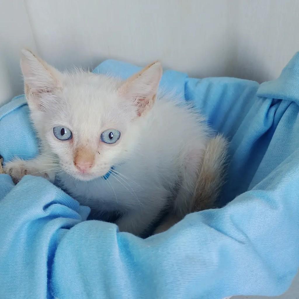 Baby Oceano, gato de porte pequeno para adoção em Salvador - BA — foto 4 de 9