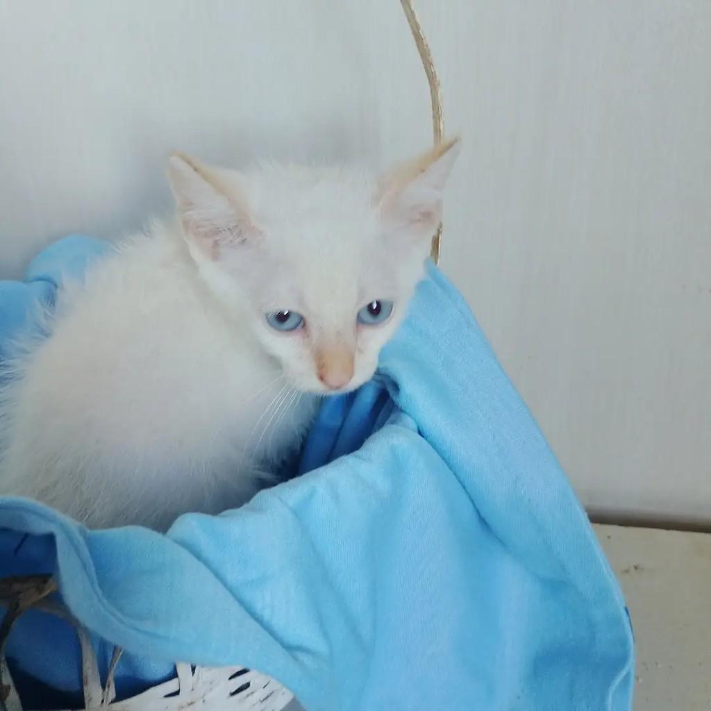 Baby Oceano, gato de porte pequeno para adoção em Salvador - BA — foto 5 de 9