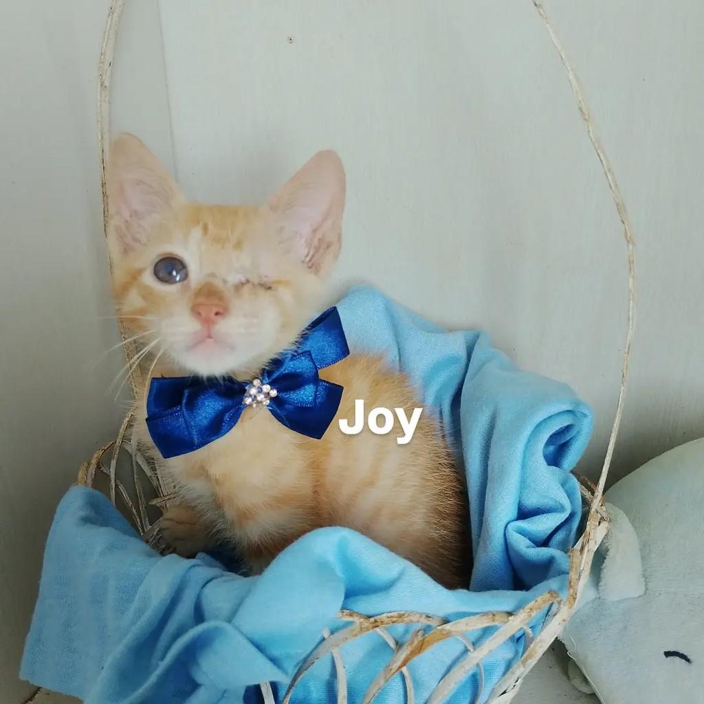 Joy, gato de porte pequeno para adoção em Salvador - BA