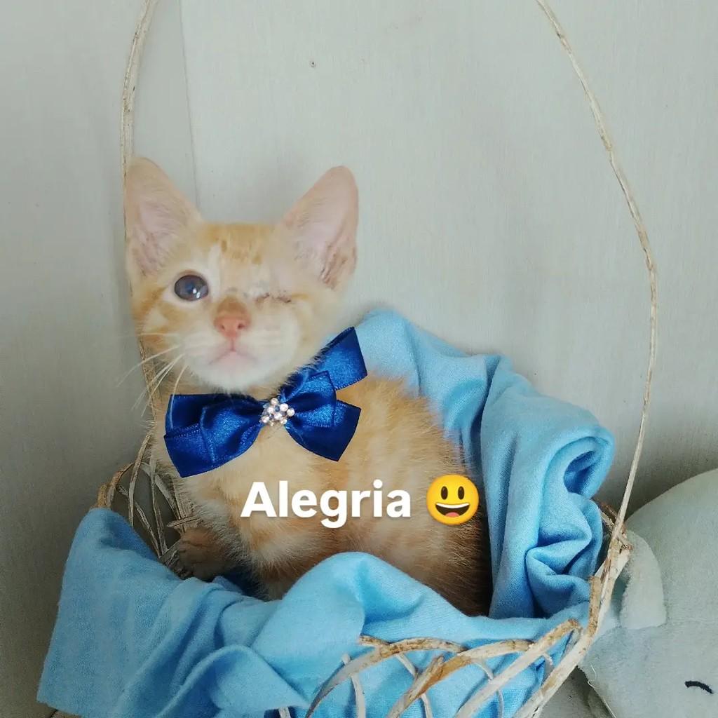 Joy, gato de porte pequeno para adoção em Salvador - BA — foto 2 de 10
