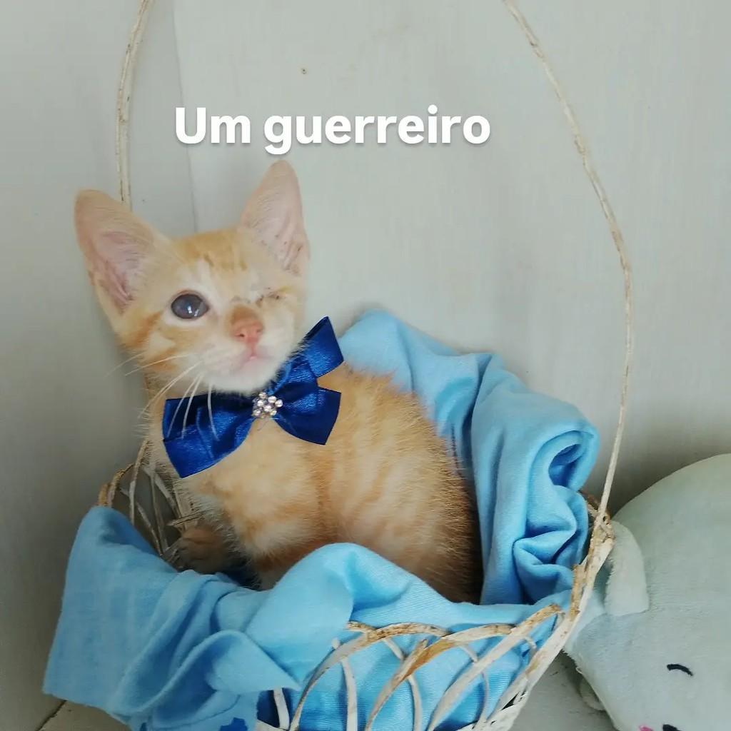 Joy, gato de porte pequeno para adoção em Salvador - BA — foto 3 de 10