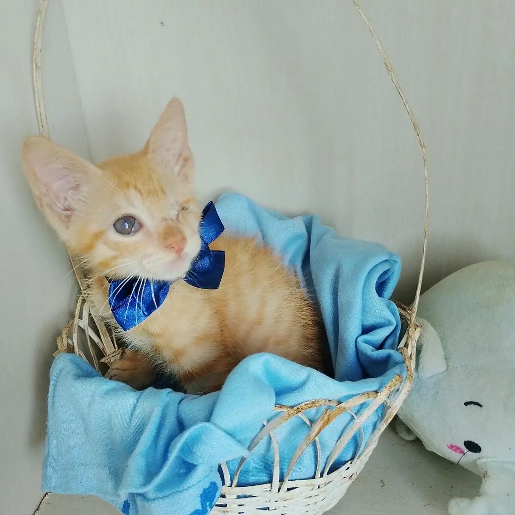 Joy, gato de porte pequeno para adoção em Salvador - BA — foto 4 de 10