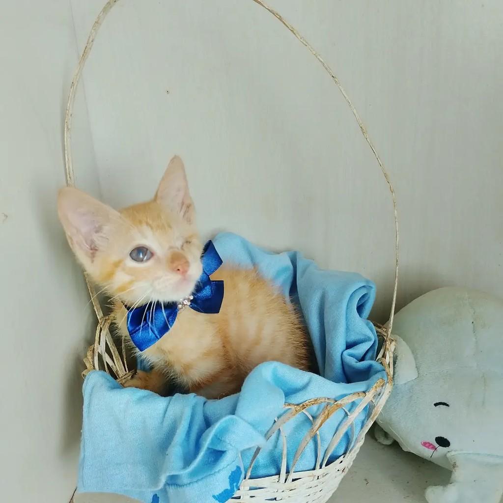 Joy, gato de porte pequeno para adoção em Salvador - BA — foto 5 de 10