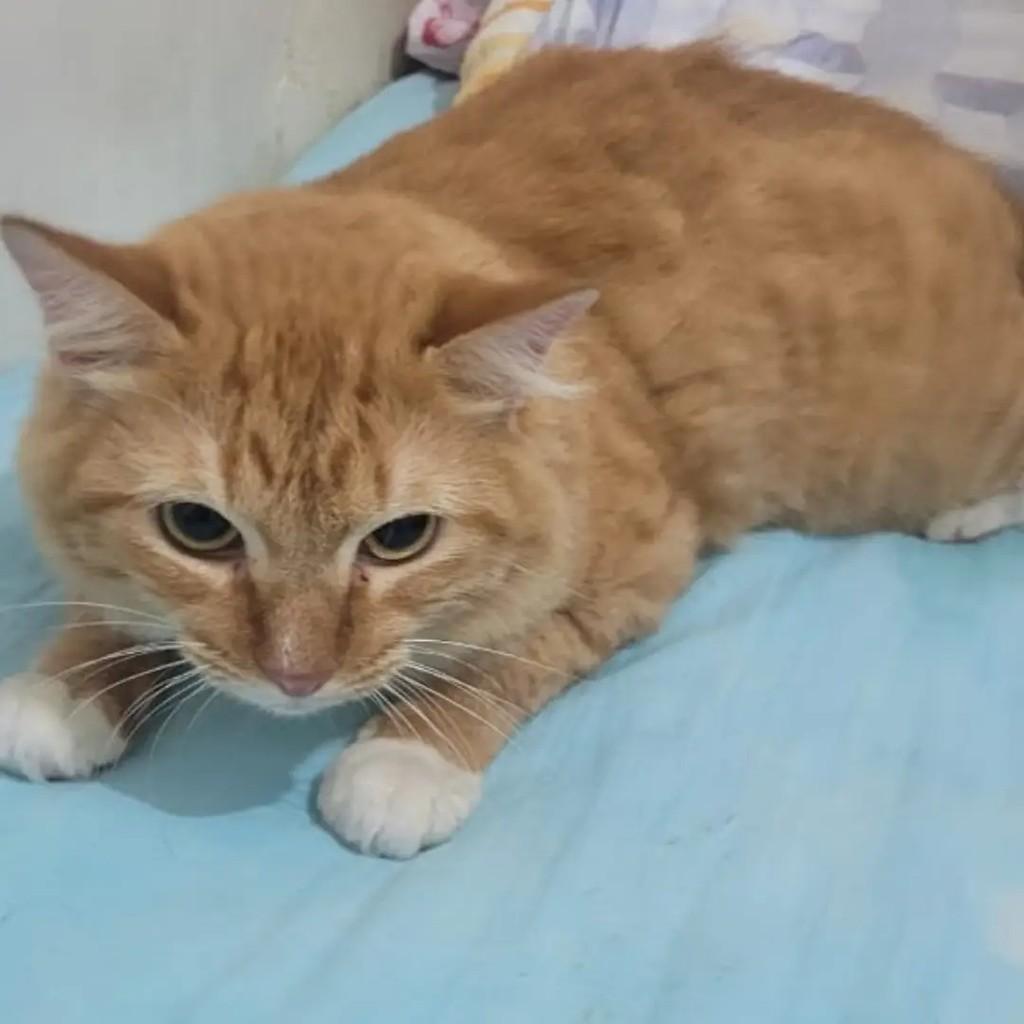 Príncipe, gato de porte médio para adoção em Salvador - BA