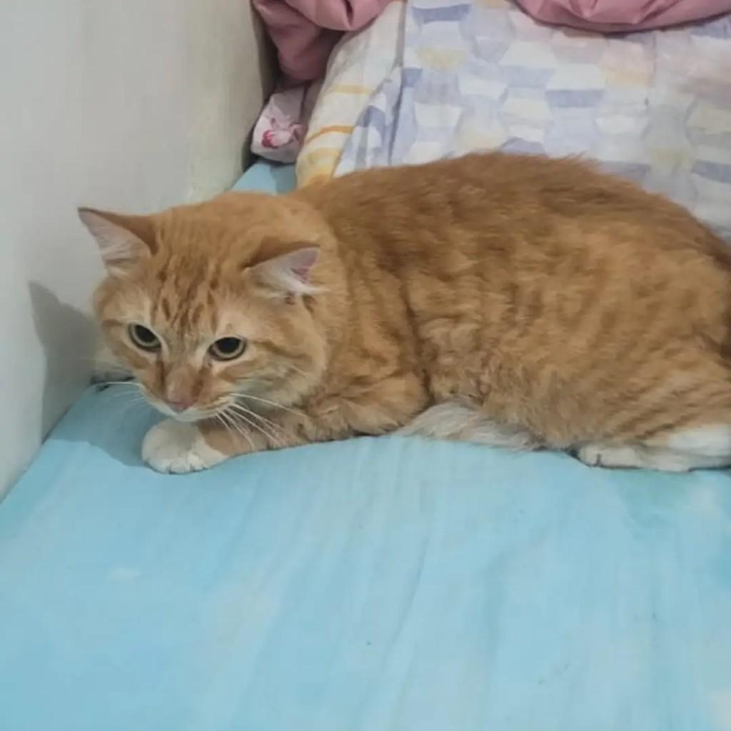 Príncipe, gato de porte médio para adoção em Salvador - BA — foto 2 de 3