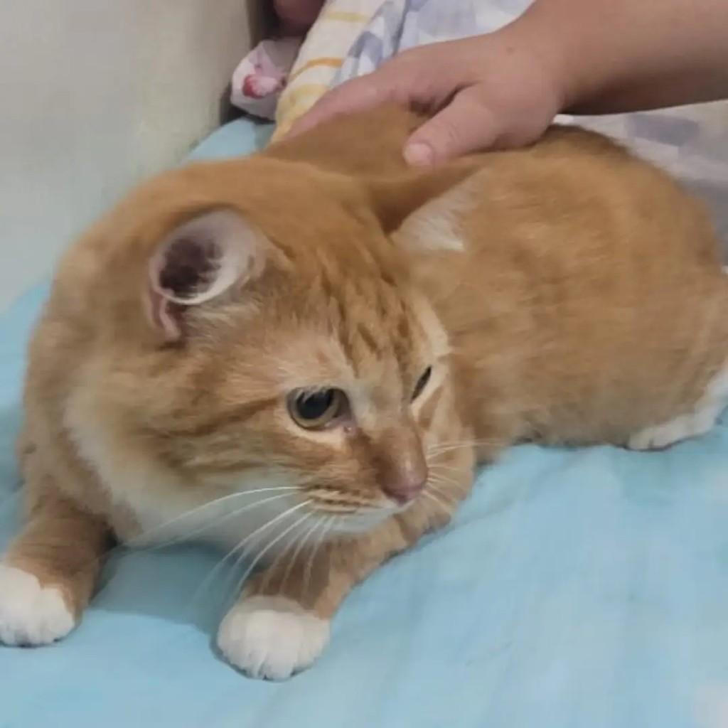 Príncipe, gato de porte médio para adoção em Salvador - BA — foto 3 de 3