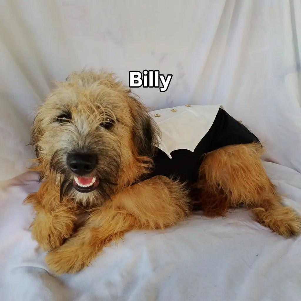 Billy Alan, cachorro de porte pequeno para adoção em Salvador - BA