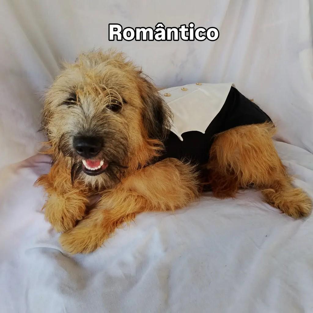Billy Alan, cachorro de porte pequeno para adoção em Salvador - BA — foto 2 de 12