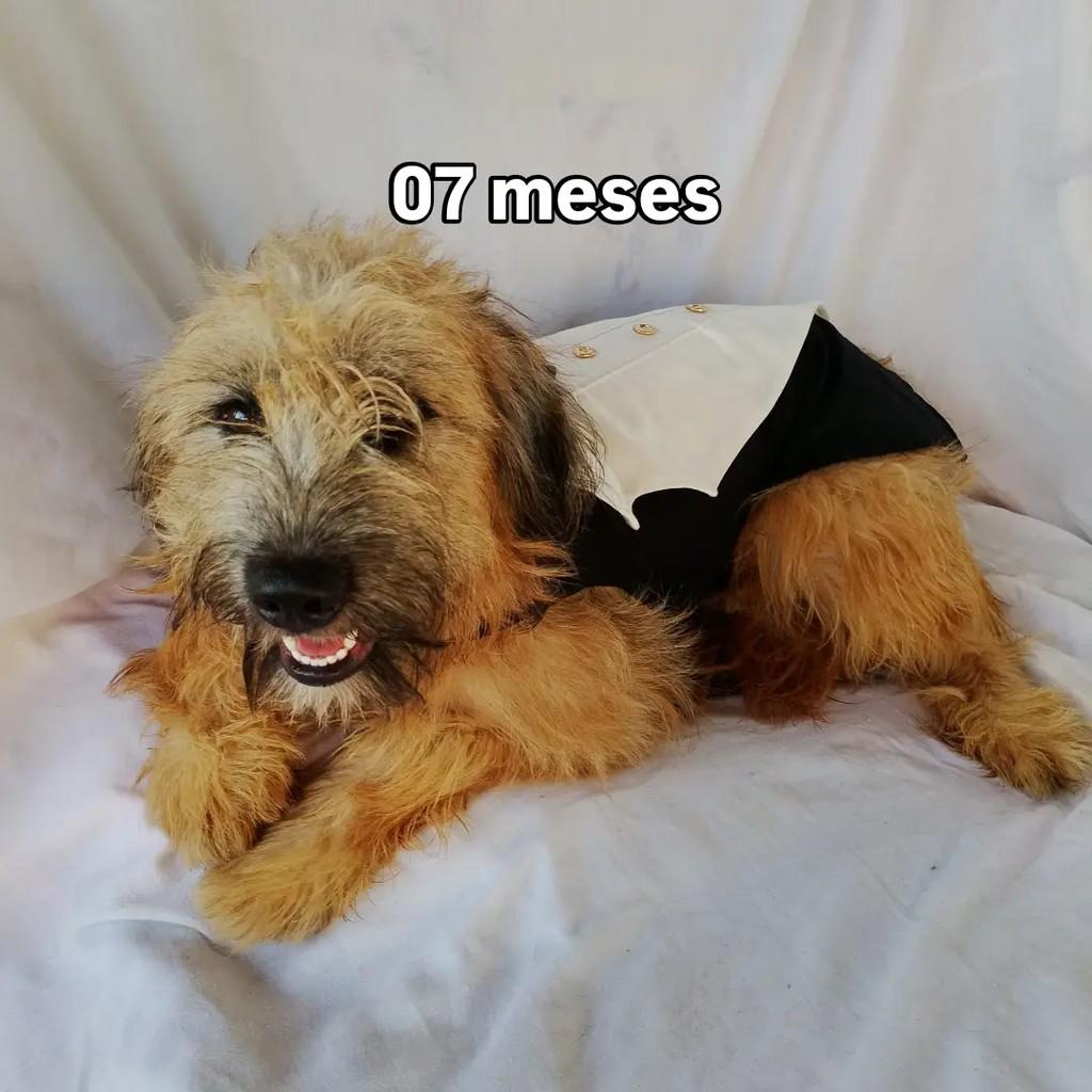Billy Alan, cachorro de porte pequeno para adoção em Salvador - BA — foto 3 de 12
