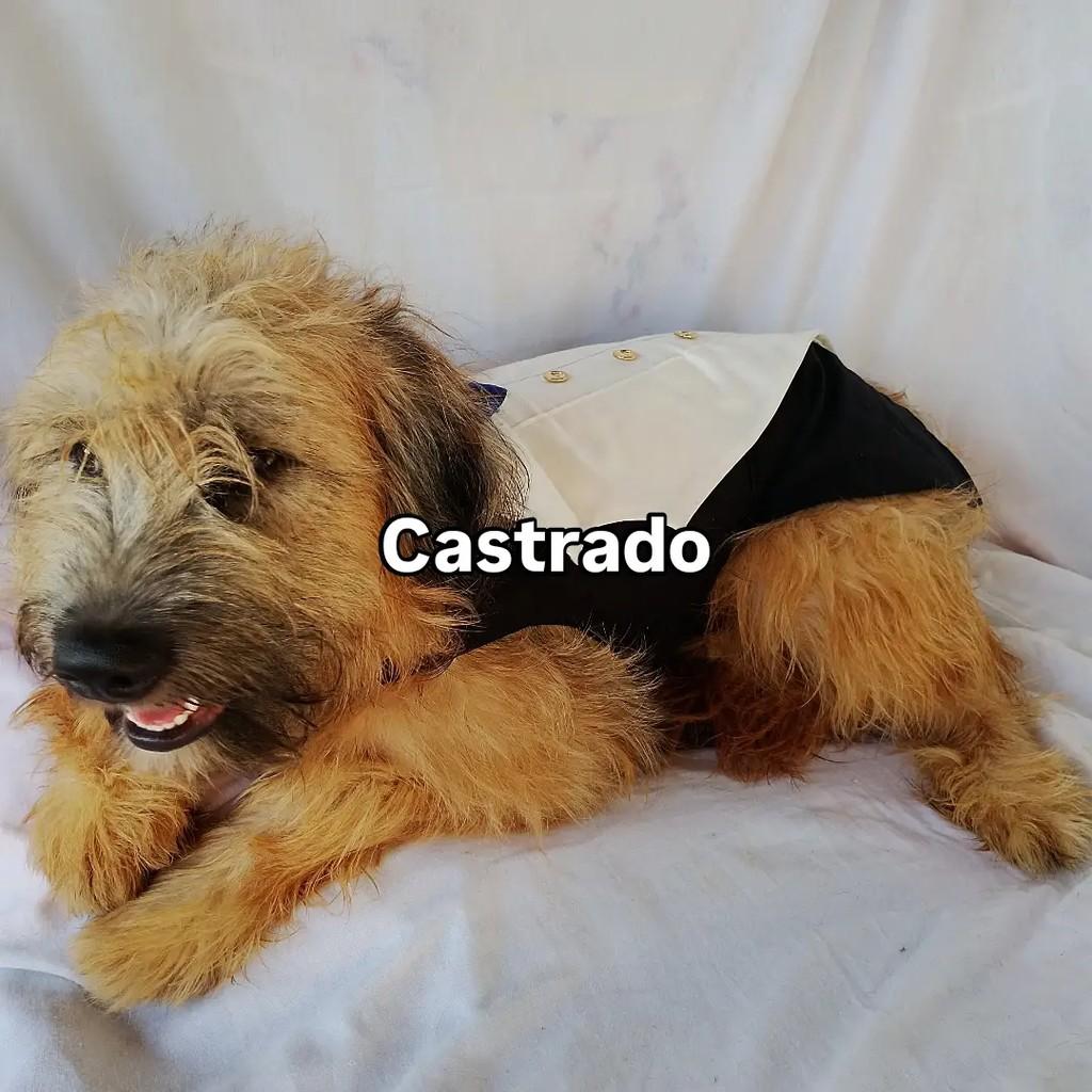 Billy Alan, cachorro de porte pequeno para adoção em Salvador - BA — foto 4 de 12
