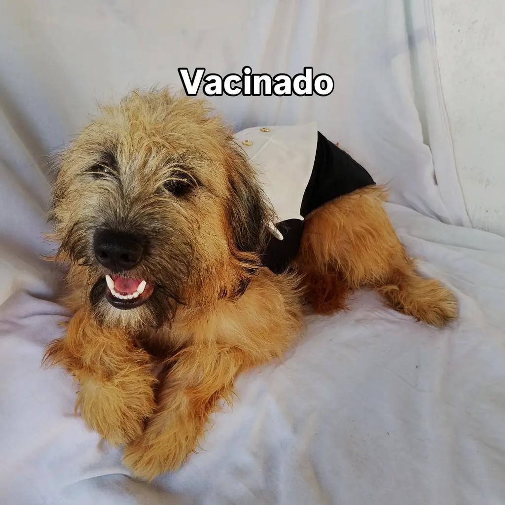 Billy Alan, cachorro de porte pequeno para adoção em Salvador - BA — foto 5 de 12