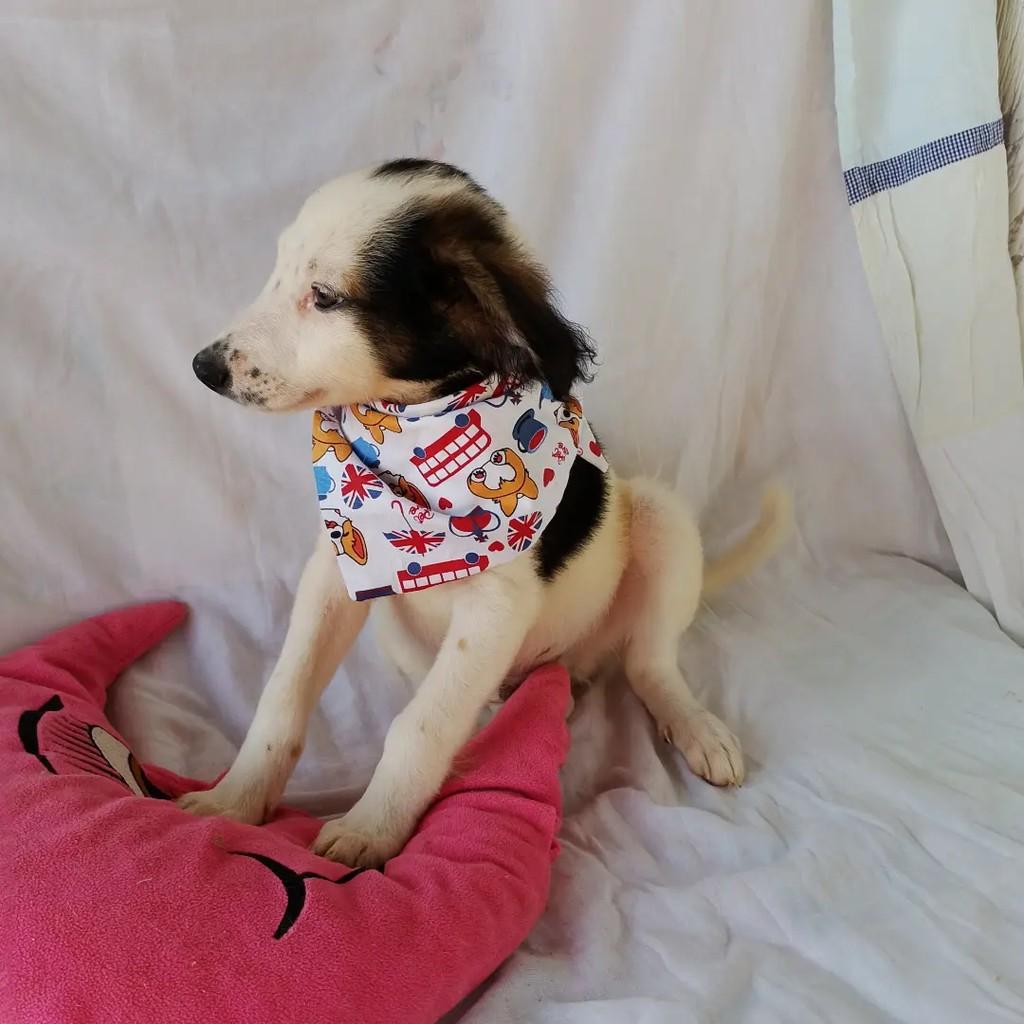 Peter Pan, cachorro de porte pequeno para adoção em Salvador - BA