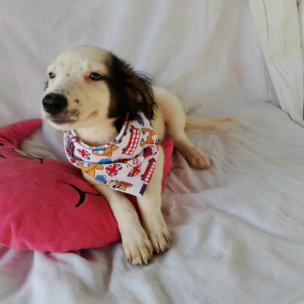 Peter Pan, cachorro de porte pequeno para adoção em Salvador - BA — foto 2 de 10