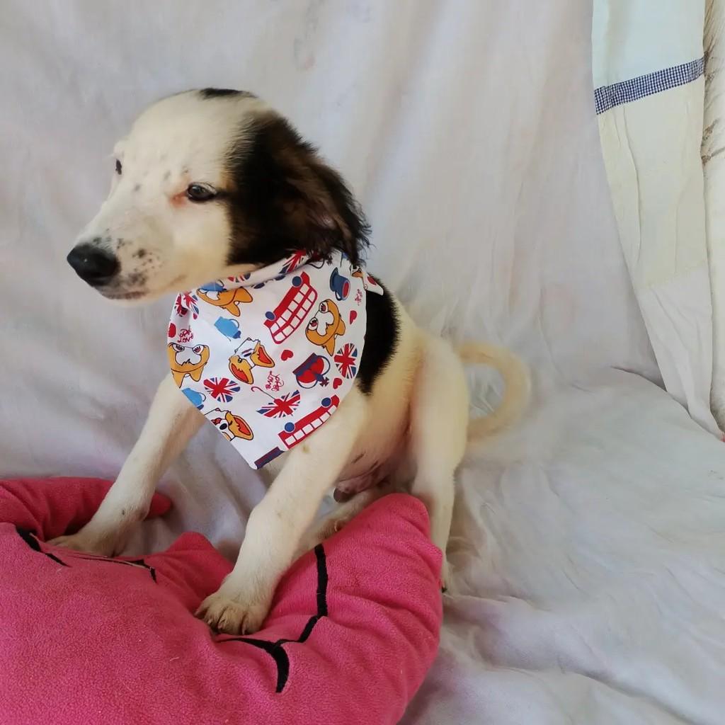 Peter Pan, cachorro de porte pequeno para adoção em Salvador - BA — foto 3 de 10